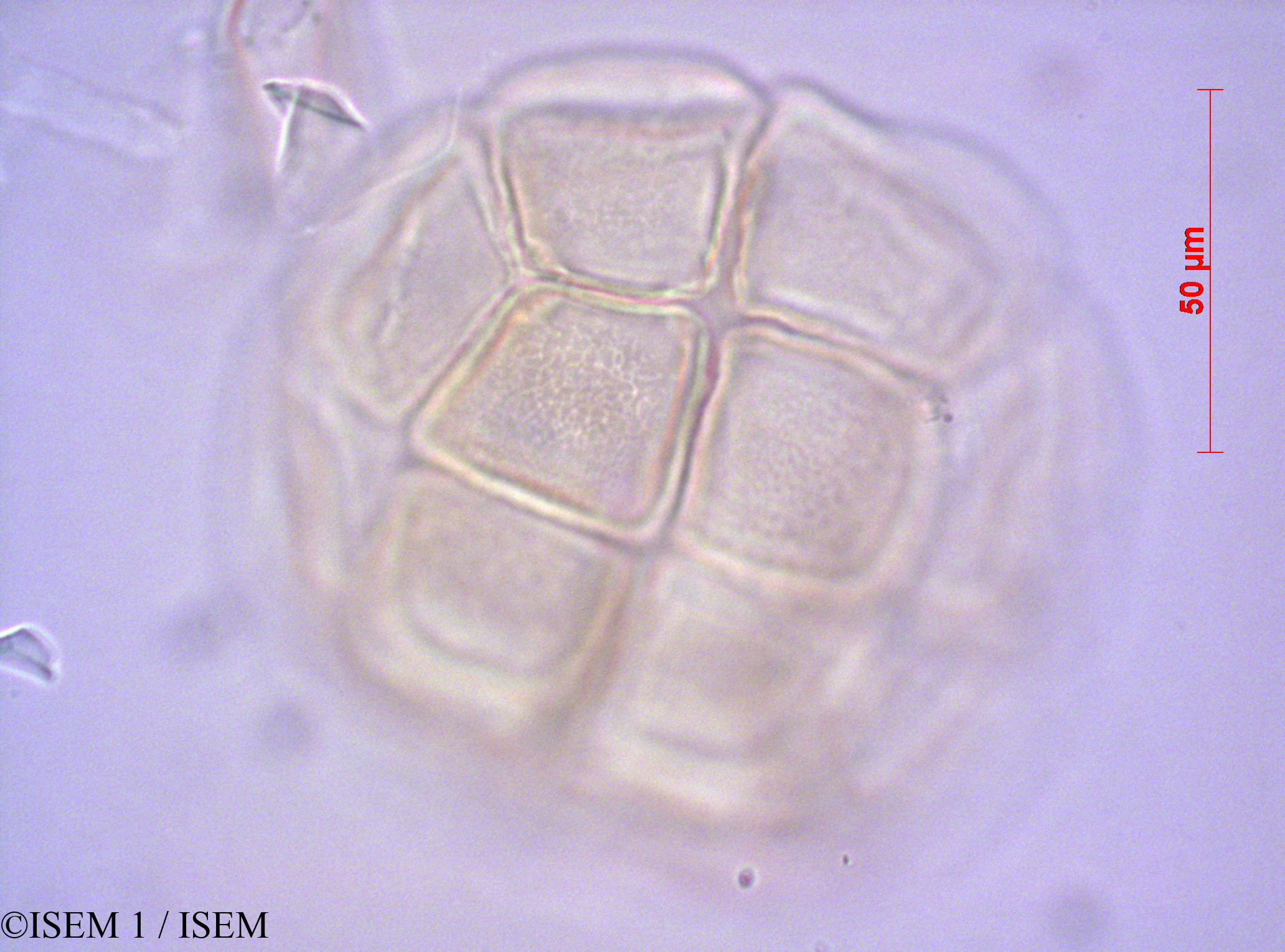 ISEM 1/Pithecellobium_dulce_40552/Pithecellobium_dulce_40552_0003(copy).jpg